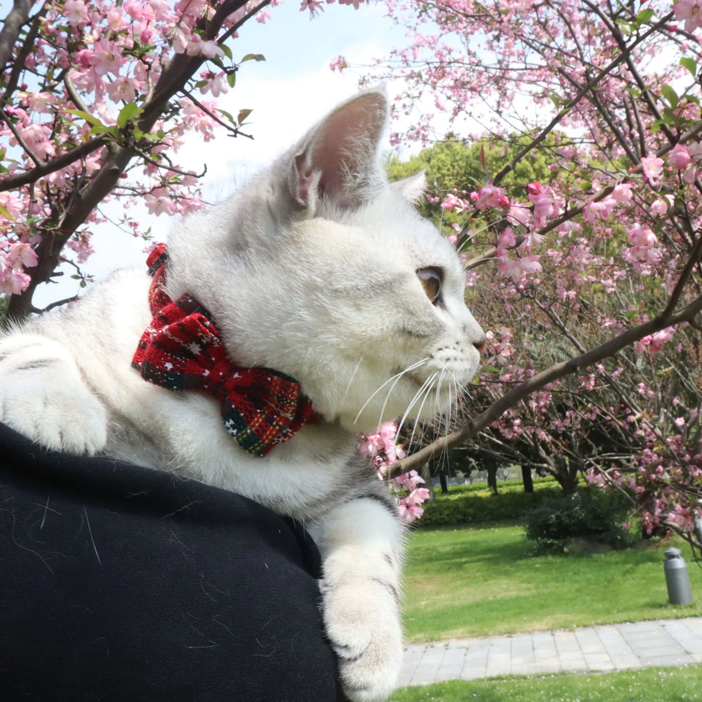 Red Holiday Themed Striped Puppy Cat Collar