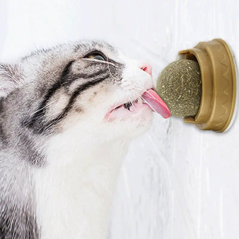 Cat Snack Tooth Cleaning Molar